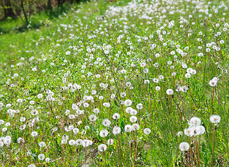 Image showing spring meadow with dandelion flowers