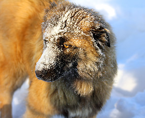 Image showing Caucasian Shepherd dog in snow