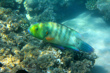 Image showing parrot fish under water