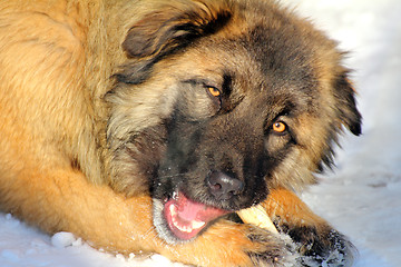 Image showing Caucasian Shepherd dog eating bone