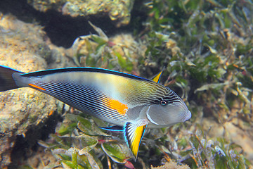 Image showing surgeon-fish close-up