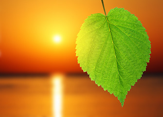 Image showing green leaf and sunrise over sea