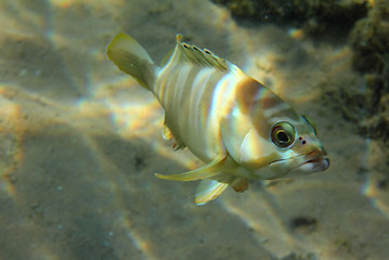 Image showing grouper fish under water