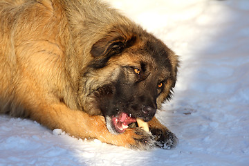 Image showing Caucasian Shepherd dog eating bone