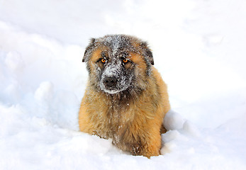 Image showing Caucasian Shepherd dog in snow