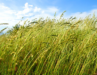 Image showing grass and wind blowing