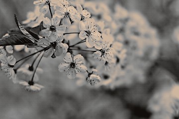 Image showing Flowers of cherries. Vintage