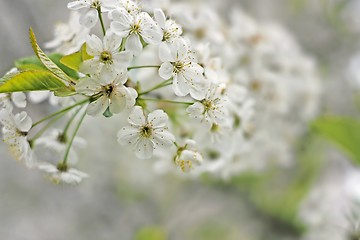 Image showing A branch of the cherry blossoms