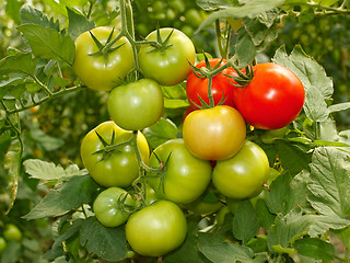 Image showing Bunch with green and red tomatoes