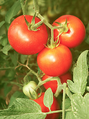 Image showing Bunch with red tomatoes