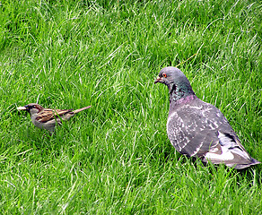 Image showing Pigeon running a sparow