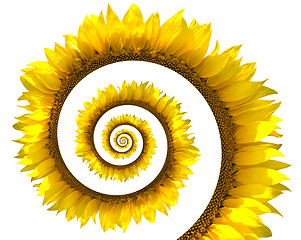 Image showing Sunflower spiral