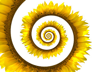 Image showing Sunflower spiral