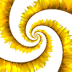 Image showing Sunflower spiral