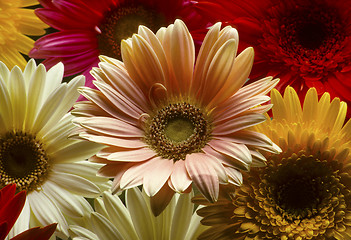 Image showing Closeup of colorful Gerber daisies