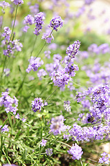 Image showing Lavender blooming in a garden