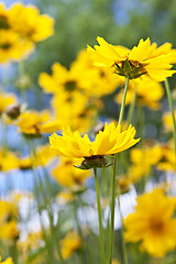 Image showing Yellow coreopsis flowers