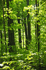 Image showing Green spring forest