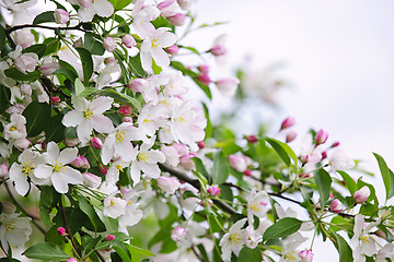 Image showing Blooming apple tree