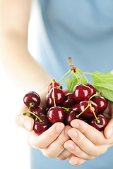 Image showing Hands holding bunch of cherries