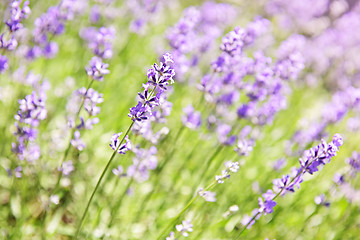 Image showing Lavender blooming in a garden