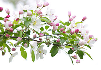 Image showing Blooming apple tree branch