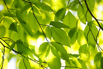 Image showing Green spring leaves