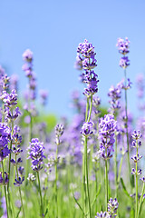 Image showing Lavender blooming in a garden