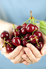 Image showing Hands holding bunch of cherries