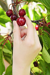 Image showing Hand picking cherries