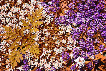 Image showing White and purple rock cress flowers