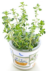 Image showing Fresh thyme on white background