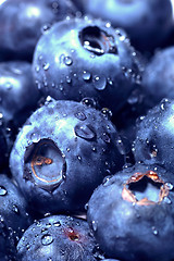 Image showing Sweet Blueberries