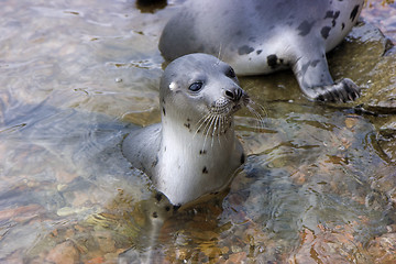 Image showing seals
