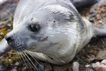 Image showing seal