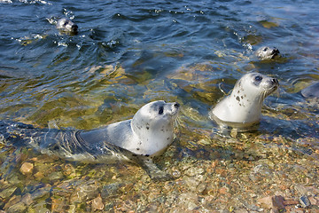 Image showing fur seals in the nature