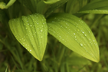 Image showing garlic leaves after rain