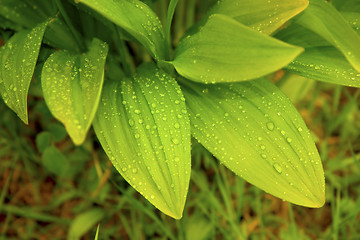 Image showing garlic leaves after rain