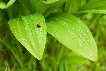 Image showing leaves and a ladybird