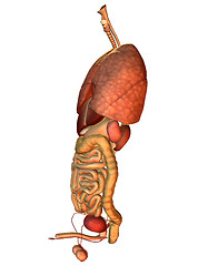 Image showing Side view of the internal organs