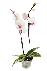 Image showing Blossoming orchid