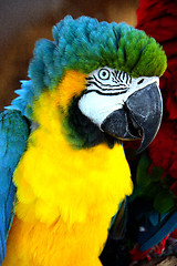 Image showing head shot of a colourful parrot