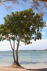 Image showing West Coast Mauritius