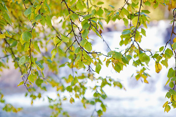 Image showing Autumn birch over the water