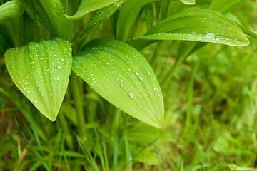 Image showing leaves of wild garlic