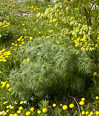 Image showing Neglected garden