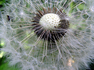 Image showing Dandelion with bug