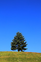 Image showing Lone Tree