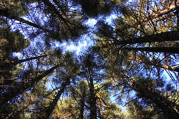 Image showing Through the Treetops