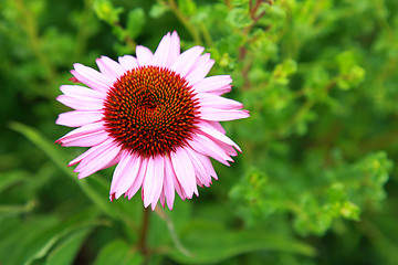 Image showing Purple Coneflower